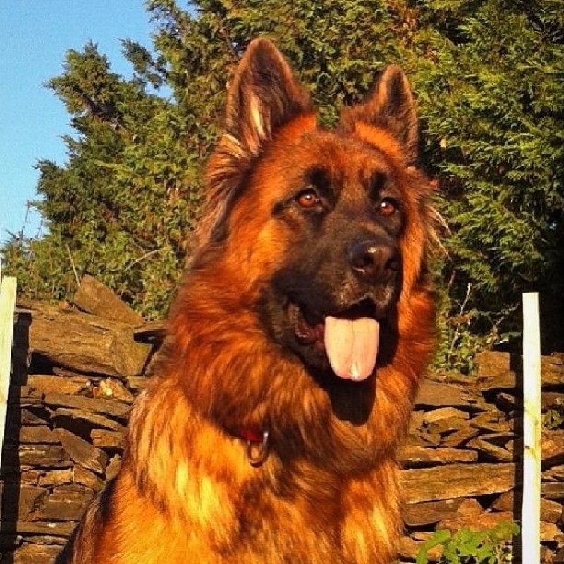 Notre Chienne Henka