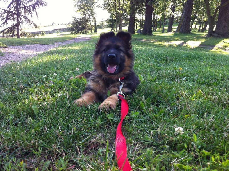 Une vie bien remplie de jeune chien